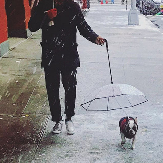 Transparent Pet Umbrella Dog Umbrella