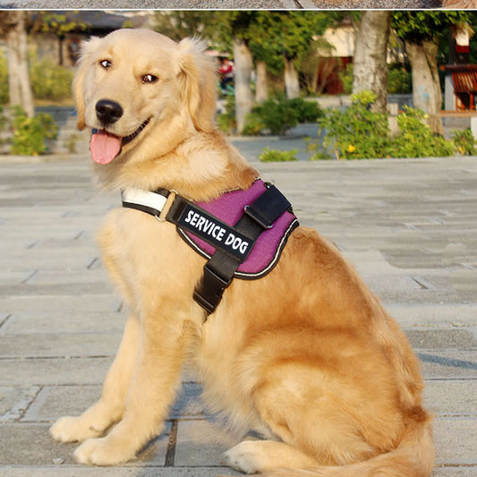 Labrador dog harness leash